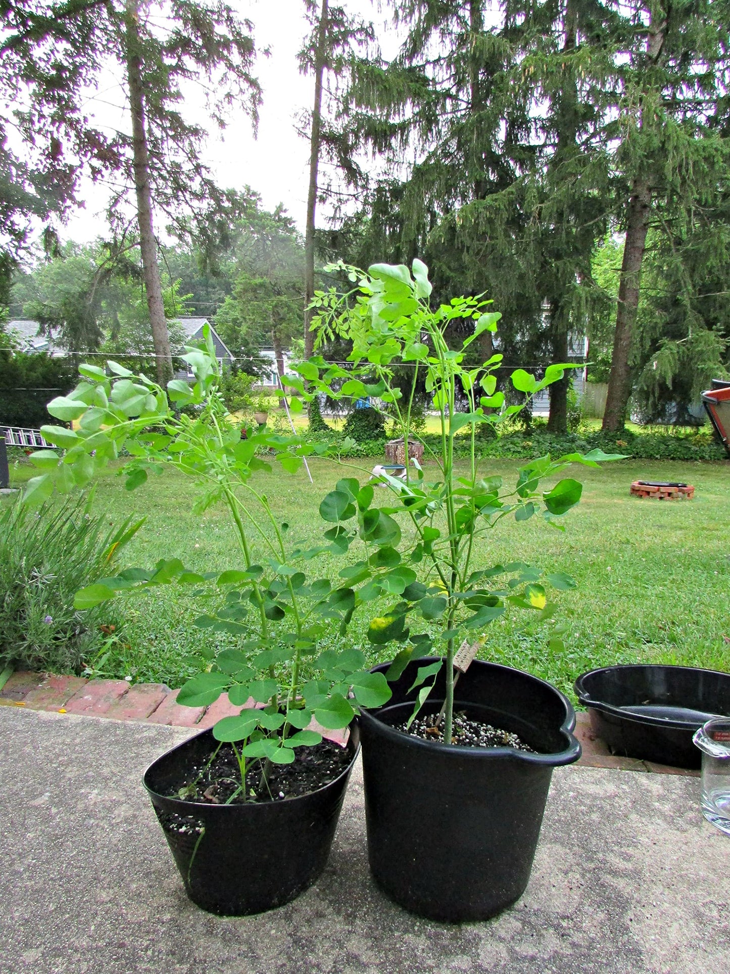 HOPLANT Live Sajana Plant | Moringa Drumstick Vegetable (Sahjan Plant) for Home Garden | Fast-Growing Edible Herbal Tree Plant | Easy Grow Organic Moringa Oleifera Live Plants with Pot