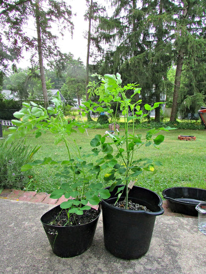 HOPLANT Live Sajana Plant | Moringa Drumstick Vegetable (Sahjan Plant) for Home Garden | Fast-Growing Edible Herbal Tree Plant | Easy Grow Organic Moringa Oleifera Live Plants with Pot